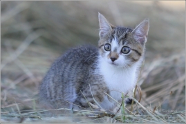<p>Miuška</p>